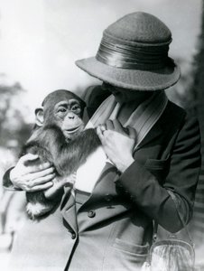 1922年6月、ロンドン動物園で若いチンパンジーを抱く女性